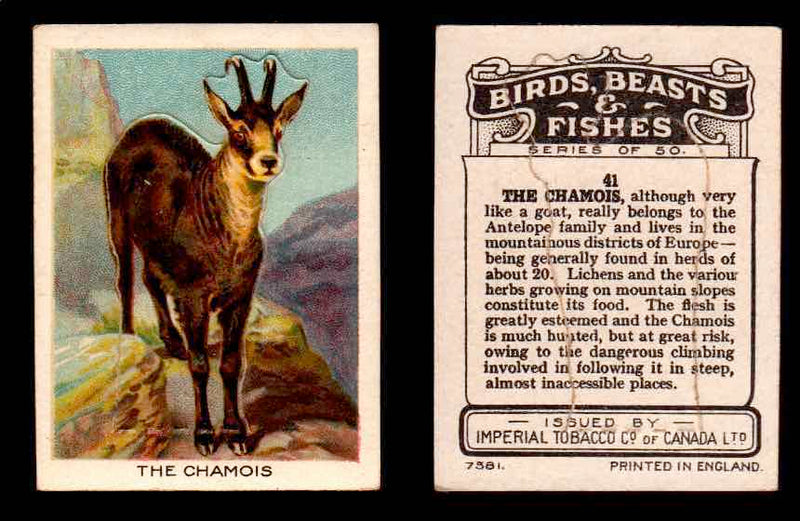 1923 Birds, Beasts, Fishes C1 Imperial Tobacco Vintage Trading Cards Singles #41 The Chamois  - TvMovieCards.com