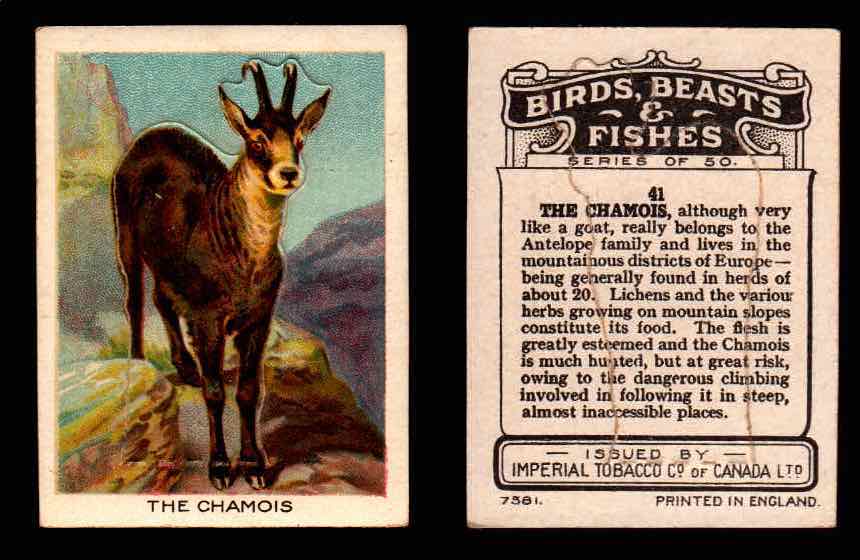 1923 Birds, Beasts, Fishes C1 Imperial Tobacco Vintage Trading Cards Singles #41 The Chamois  - TvMovieCards.com