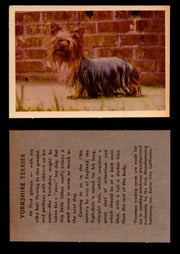 1957 Dogs Premiere Oak Man. R-724-4 Vintage Trading Cards You Pick Singles #1-42 #42 Yorkshire Terrier  - TvMovieCards.com