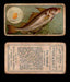 1910 Fish and Bait Imperial Tobacco Vintage Trading Cards You Pick Singles #1-50 #42 The Haddock  - TvMovieCards.com