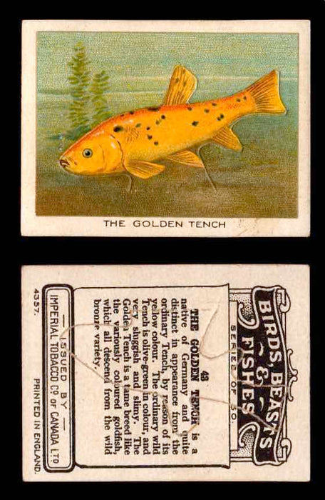 1923 Birds, Beasts, Fishes C1 Imperial Tobacco Vintage Trading Cards Singles #43 The Golden Tench  - TvMovieCards.com