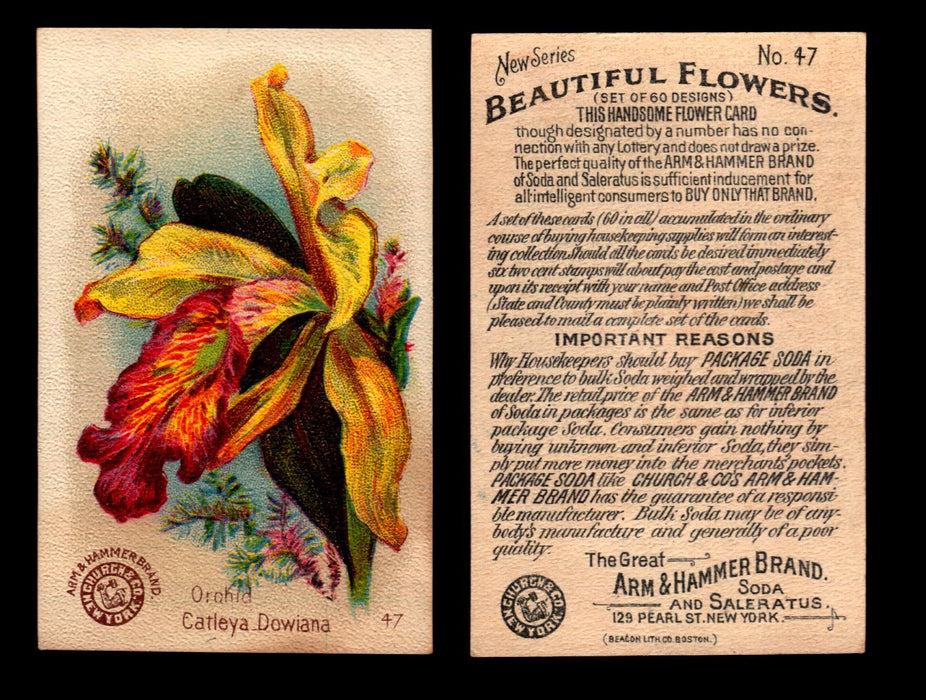 Beautiful Flowers New Series You Pick Singles Card #1-#60 Arm & Hammer 1888 J16 #47 Orchid - Catleya Dowiana  - TvMovieCards.com