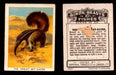 1923 Birds, Beasts, Fishes C1 Imperial Tobacco Vintage Trading Cards Singles #49 The Great Ant-Eater  - TvMovieCards.com