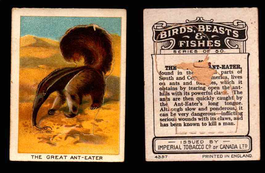 1923 Birds, Beasts, Fishes C1 Imperial Tobacco Vintage Trading Cards Singles #49 The Great Ant-Eater  - TvMovieCards.com