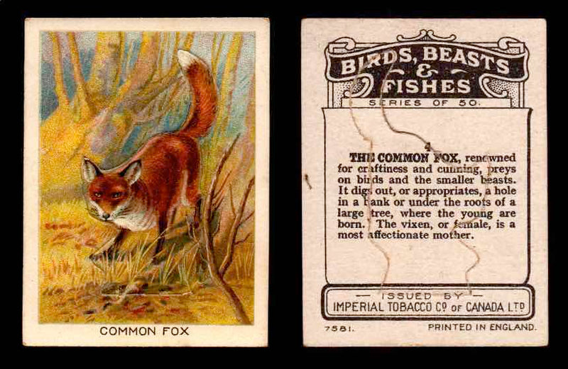 1923 Birds, Beasts, Fishes C1 Imperial Tobacco Vintage Trading Cards Singles #4 Common Fox  - TvMovieCards.com