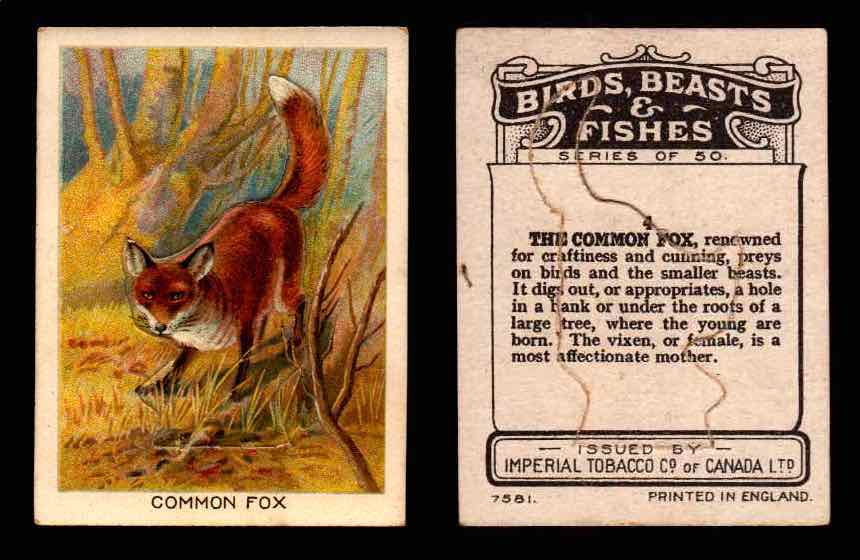 1923 Birds, Beasts, Fishes C1 Imperial Tobacco Vintage Trading Cards Singles #4 Common Fox  - TvMovieCards.com