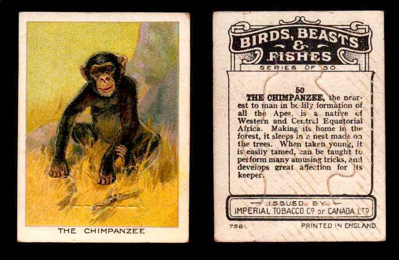 1923 Birds, Beasts, Fishes C1 Imperial Tobacco Vintage Trading Cards Singles #50 The Chimpanzee  - TvMovieCards.com