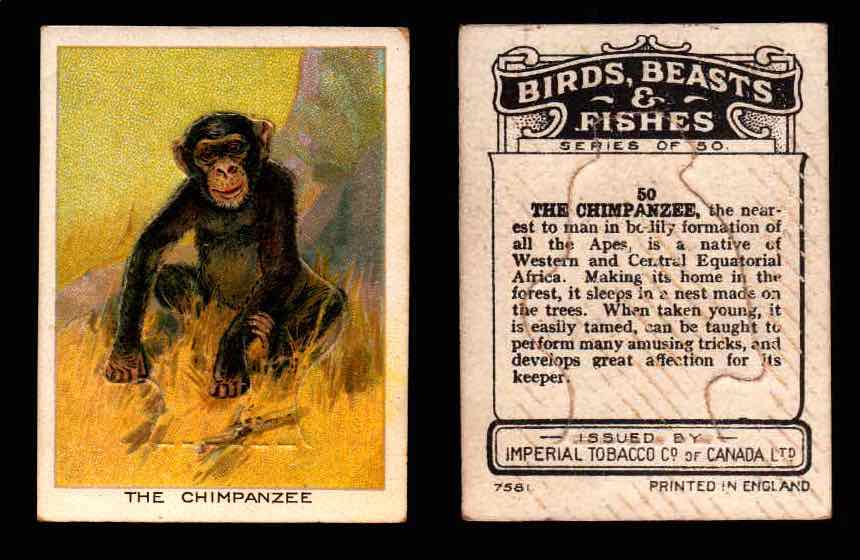 1923 Birds, Beasts, Fishes C1 Imperial Tobacco Vintage Trading Cards Singles #50 The Chimpanzee  - TvMovieCards.com