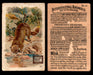 Interesting Animals You Pick Single Card #1-60 1892 J10 Church Arm & Hammer #50 Mink Dwight Soda Damaged  - TvMovieCards.com