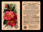 Beautiful Flowers New Series You Pick Singles Card #1-#60 Arm & Hammer 1888 J16 #54 Wild Roses  - TvMovieCards.com