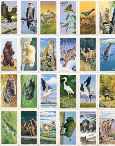 1970 Brooke Bond North American Wildlife In Danger Vintage Card Set 48 Cards   - TvMovieCards.com