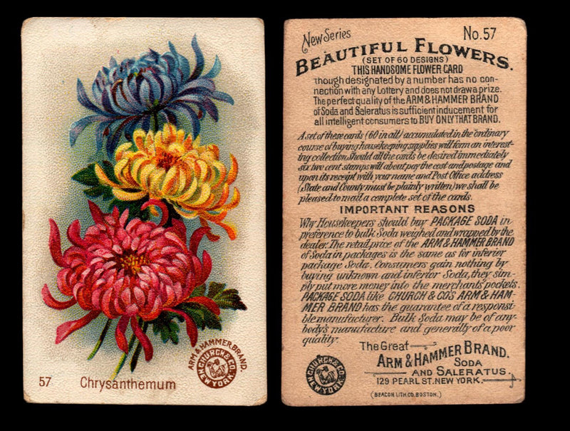 Beautiful Flowers New Series You Pick Singles Card #1-#60 Arm & Hammer 1888 J16 #57 Chrysanthemum  - TvMovieCards.com