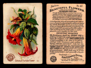 Beautiful Flowers New Series You Pick Singles Card #1-#60 Arm & Hammer 1888 J16 #60 Datura or Trumpet Flower  - TvMovieCards.com