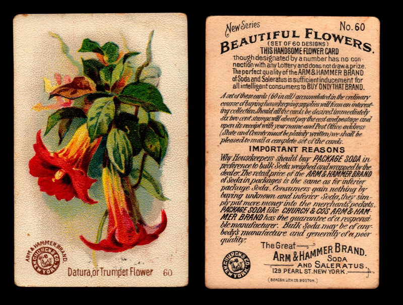 Beautiful Flowers New Series You Pick Singles Card #1-#60 Arm & Hammer 1888 J16 #60 Datura or Trumpet Flower  - TvMovieCards.com