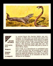 Nature Untamed Nabisco Vintage Trading Cards You Pick Singles #1-24 #6 Mongoose  - TvMovieCards.com