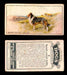 1925 Dogs 2nd Series Imperial Tobacco Vintage Trading Cards U Pick Singles #1-50 #6 Rough Coated Collie  - TvMovieCards.com
