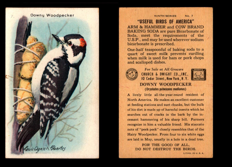 Birds - Useful Birds of America 9th Series You Pick Singles Church & Dwight J-9 #7 Downy Woodpecker  - TvMovieCards.com