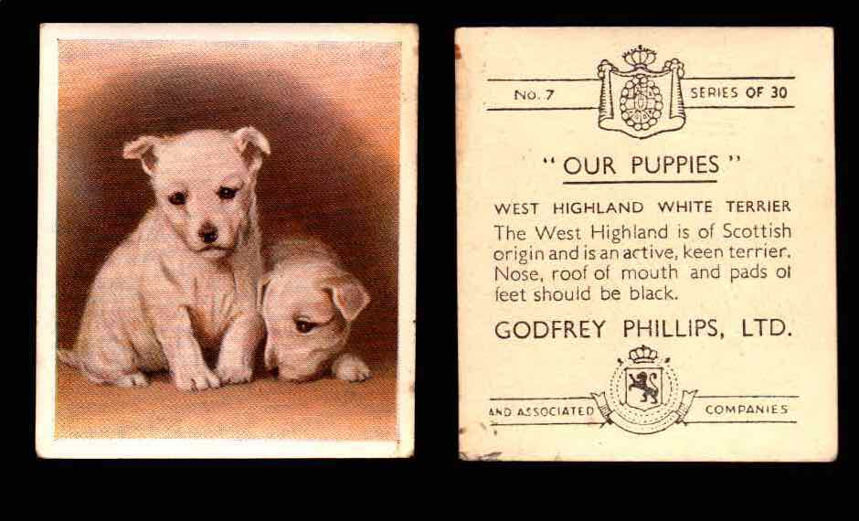 1936 Godfrey Phillips "Our Puppies" Tobacco You Pick Singles Trading Cards #1-30 #7 West Highland White Terrier  - TvMovieCards.com