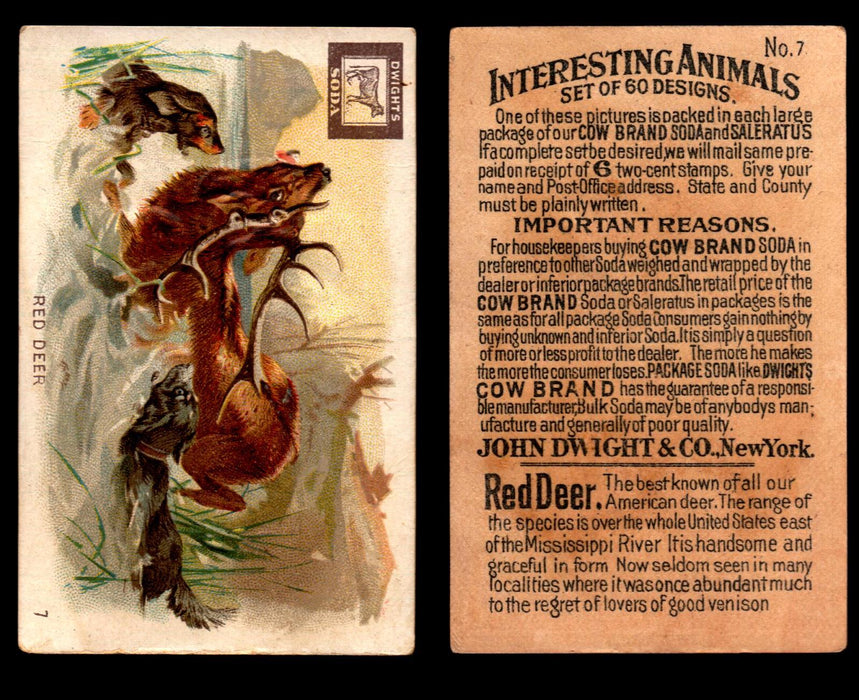 Interesting Animals You Pick Single Card #1-60 1892 J10 Church Arm & Hammer #7 Red Deer Dwight Soda  - TvMovieCards.com