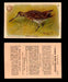 1904 Arm & Hammer Game Bird Series Vintage Trading Cards Singles #1-30 #8 Wilson's Snipe  - TvMovieCards.com