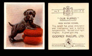 1936 Godfrey Phillips "Our Puppies" Tobacco You Pick Singles Trading Cards #1-30 #9 Irish Water Spaniel  - TvMovieCards.com