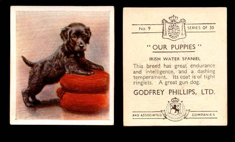 1936 Godfrey Phillips "Our Puppies" Tobacco You Pick Singles Trading Cards #1-30 #9 Irish Water Spaniel  - TvMovieCards.com