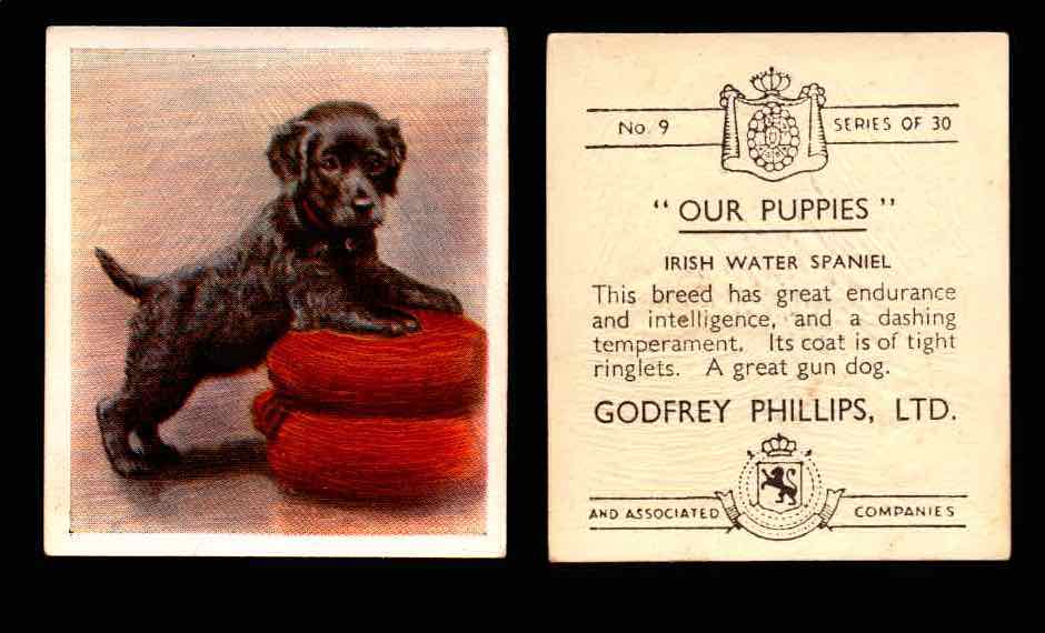 1936 Godfrey Phillips "Our Puppies" Tobacco You Pick Singles Trading Cards #1-30 #9 Irish Water Spaniel  - TvMovieCards.com