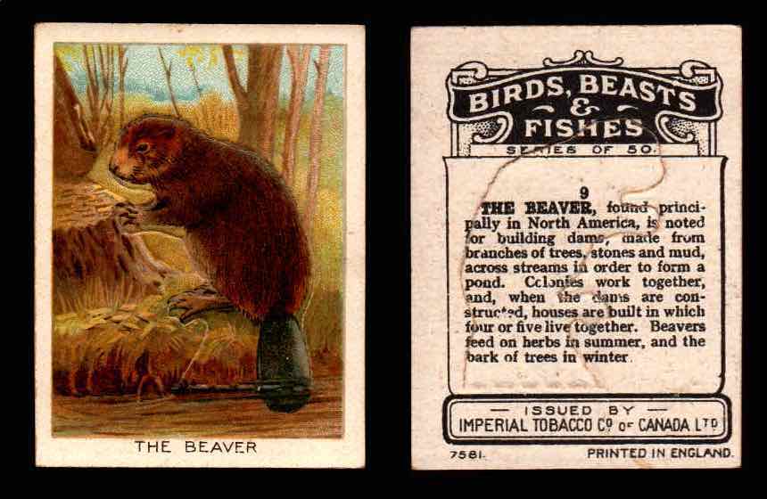 1923 Birds, Beasts, Fishes C1 Imperial Tobacco Vintage Trading Cards Singles #9 The Beaver  - TvMovieCards.com