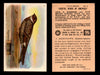 Birds - Useful Birds of America 5th Series You Pick Singles Church & Dwight J-9 #9 Nighthawk  - TvMovieCards.com