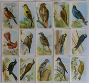 Birds Useful Birds of America 5th 15 Card Set Type 2 Church & Dwight J-9   - TvMovieCards.com