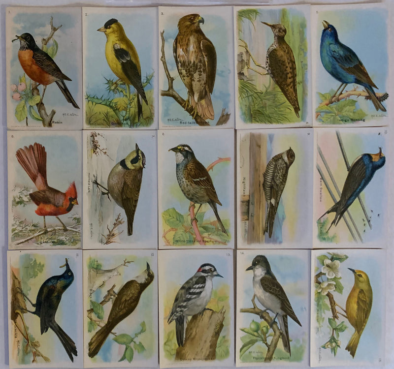 Birds Useful Birds of America 5th 15 Card Set Type 2 Church & Dwight J-9   - TvMovieCards.com