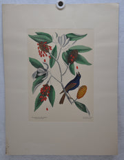 Mark Catesby "The blew Grobeak" Williamsburg Lithograph Art Print 18 x 24   - TvMovieCards.com