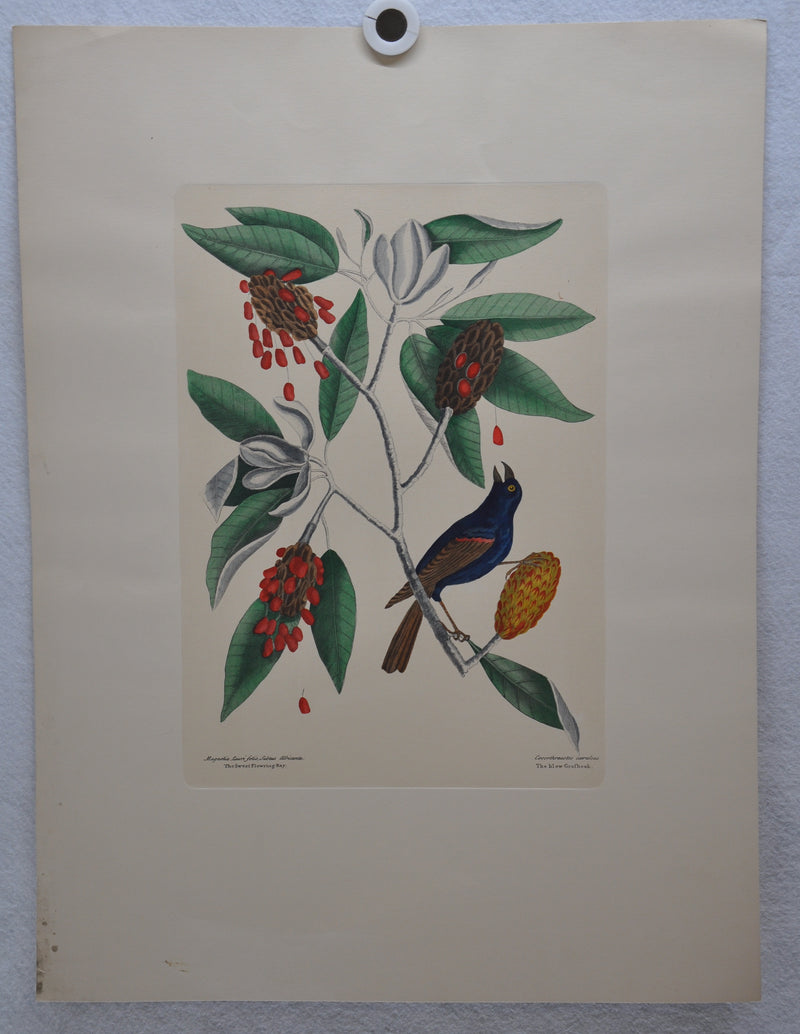 Mark Catesby "The blew Grobeak" Williamsburg Lithograph Art Print 18 x 24   - TvMovieCards.com