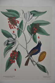 Mark Catesby "The blew Grobeak" Williamsburg Lithograph Art Print 18 x 24   - TvMovieCards.com
