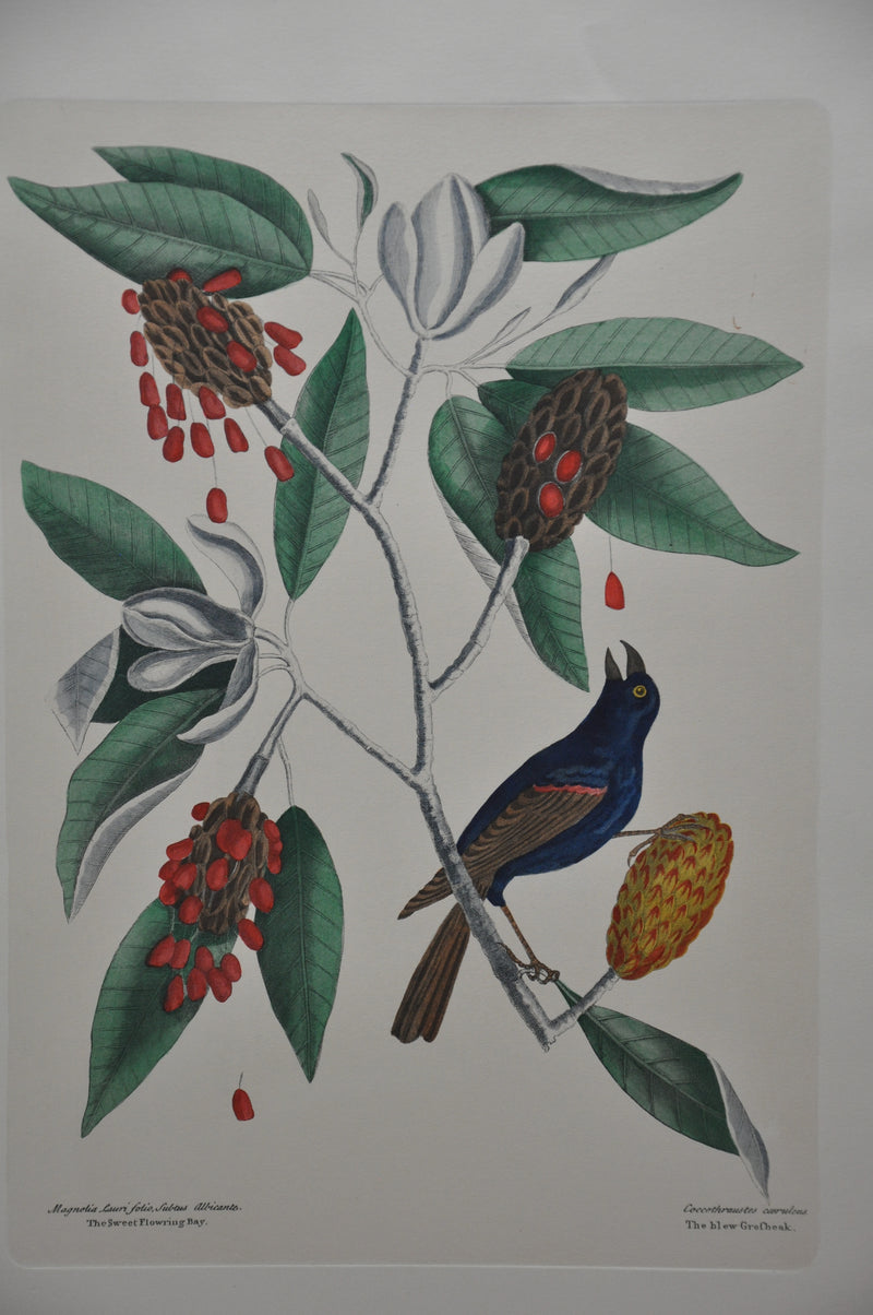Mark Catesby "The blew Grobeak" Williamsburg Lithograph Art Print 18 x 24   - TvMovieCards.com