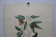 Mark Catesby "The blew Grobeak" Williamsburg Lithograph Art Print 18 x 24   - TvMovieCards.com