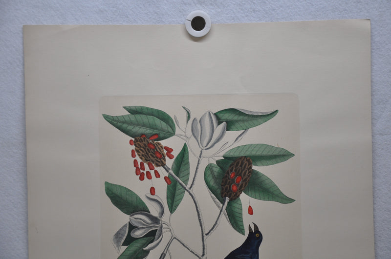 Mark Catesby "The blew Grobeak" Williamsburg Lithograph Art Print 18 x 24   - TvMovieCards.com
