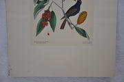 Mark Catesby "The blew Grobeak" Williamsburg Lithograph Art Print 18 x 24   - TvMovieCards.com