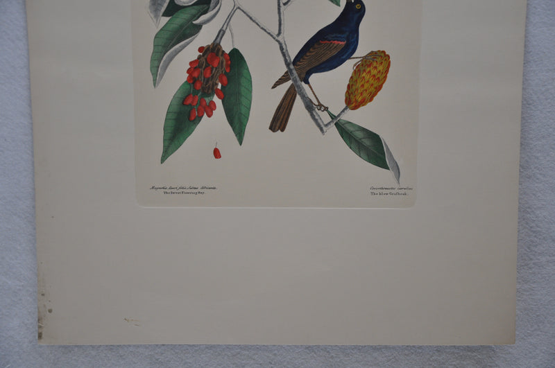 Mark Catesby "The blew Grobeak" Williamsburg Lithograph Art Print 18 x 24   - TvMovieCards.com