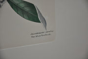 Mark Catesby "The blew Grobeak" Williamsburg Lithograph Art Print 18 x 24   - TvMovieCards.com