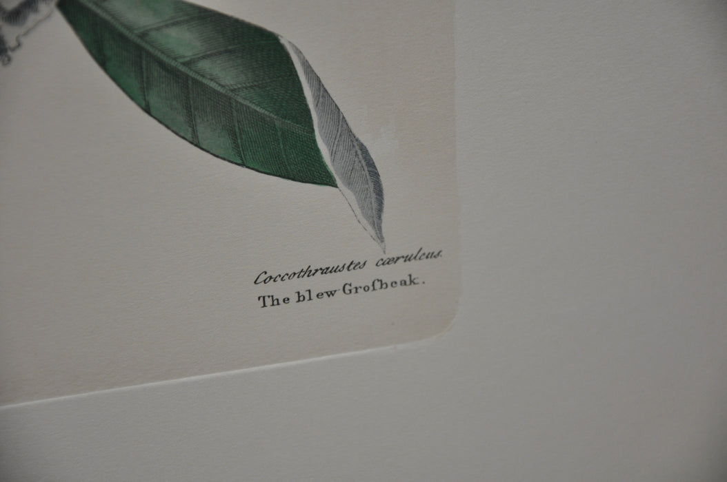 Mark Catesby "The blew Grobeak" Williamsburg Lithograph Art Print 18 x 24   - TvMovieCards.com