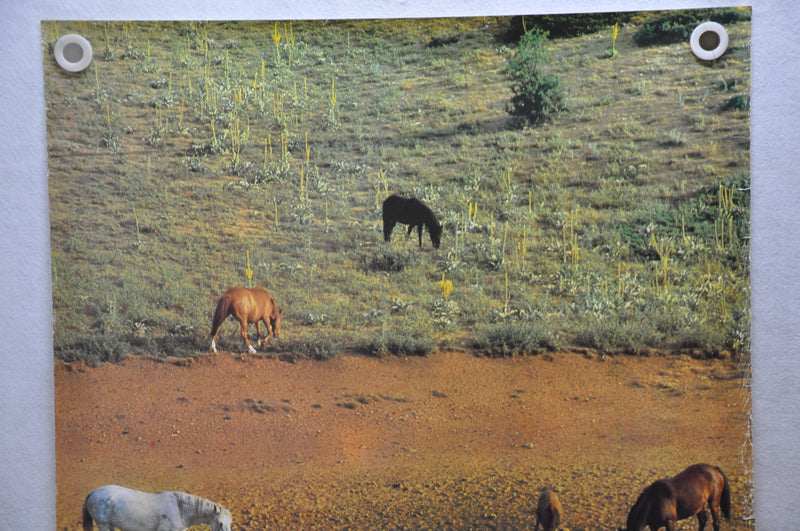 Vintage 1979 Yugoslavia Travel Poster "Wild Horses" 26.5" x 38.5"   - TvMovieCards.com