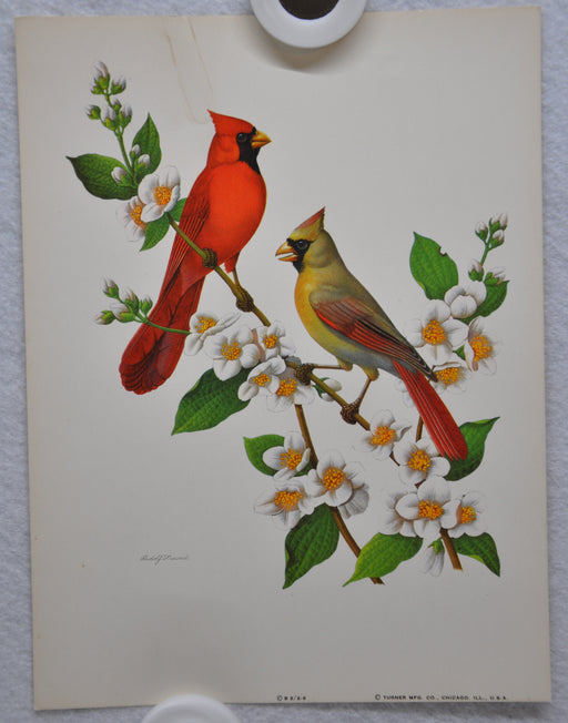 Cardinal on Mockorange Rudolf Freund Birds Lithograph Art Print 6 x 8   - TvMovieCards.com