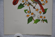 Cardinal on Mockorange Rudolf Freund Birds Lithograph Art Print 6 x 8   - TvMovieCards.com