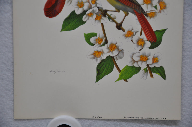 Cardinal on Mockorange Rudolf Freund Birds Lithograph Art Print 6 x 8   - TvMovieCards.com