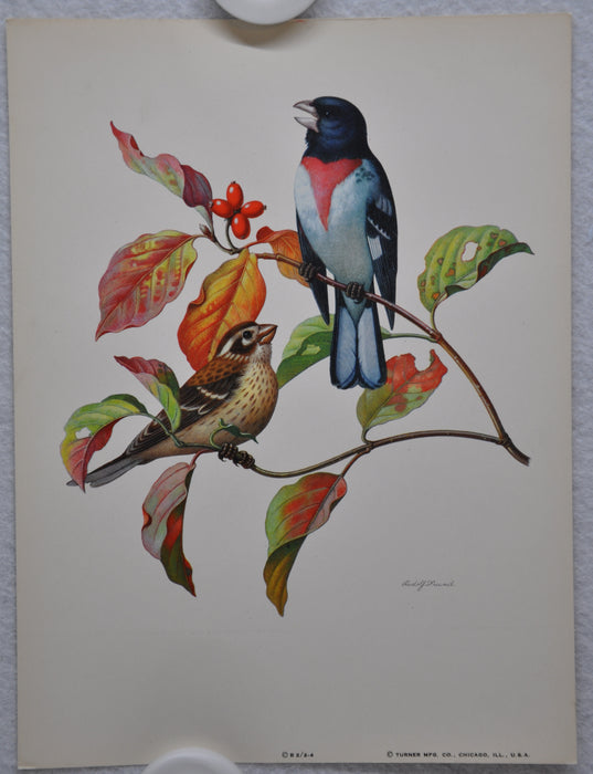 Rose Breasted Grosbeak on Fall Dogwood Rudolf Freund Birds Lithograph Art Print   - TvMovieCards.com