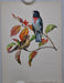 Rose Breasted Grosbeak on Fall Dogwood Rudolf Freund Birds Lithograph Art Print   - TvMovieCards.com