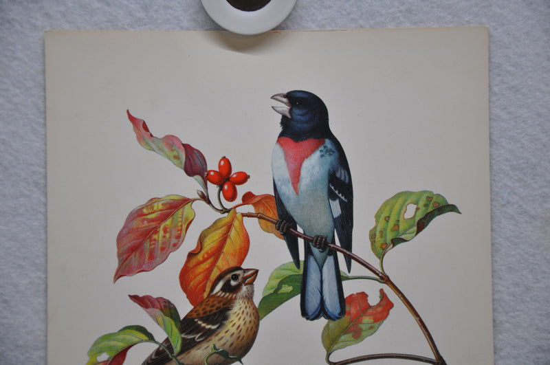 Rose Breasted Grosbeak on Fall Dogwood Rudolf Freund Birds Lithograph Art Print   - TvMovieCards.com