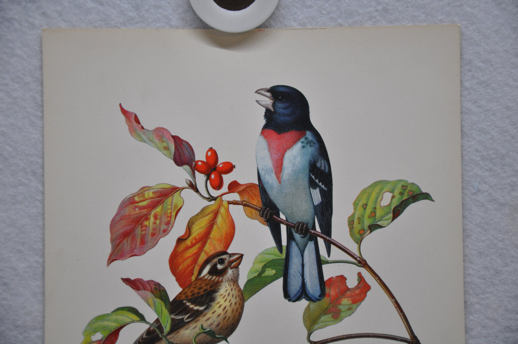 Rose Breasted Grosbeak on Fall Dogwood Rudolf Freund Birds Lithograph Art Print   - TvMovieCards.com