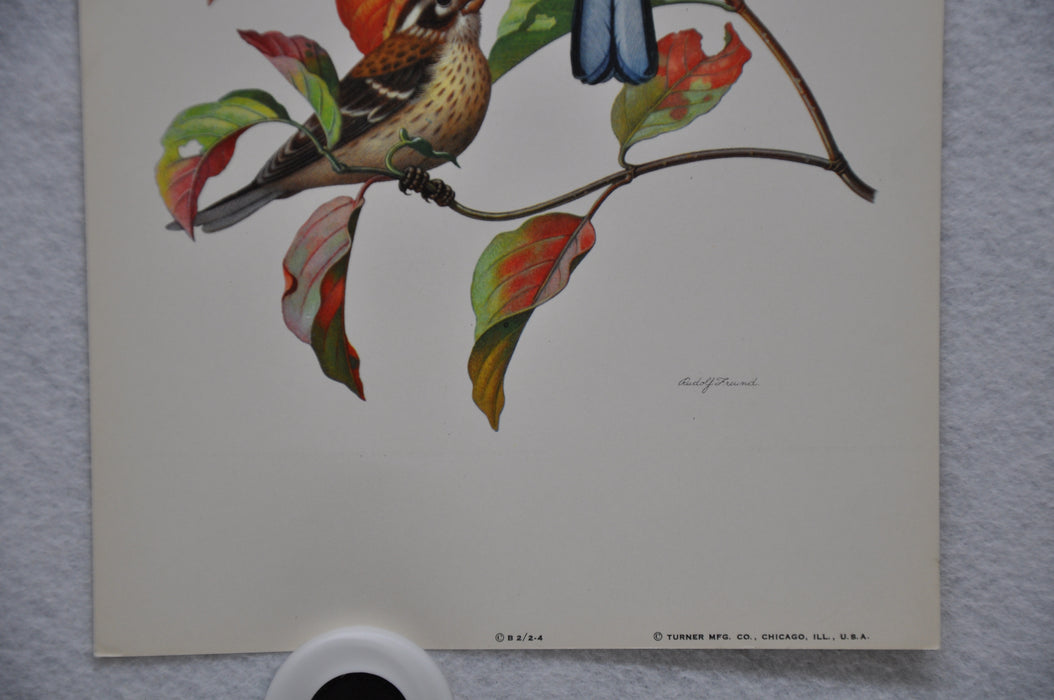 Rose Breasted Grosbeak on Fall Dogwood Rudolf Freund Birds Lithograph Art Print   - TvMovieCards.com